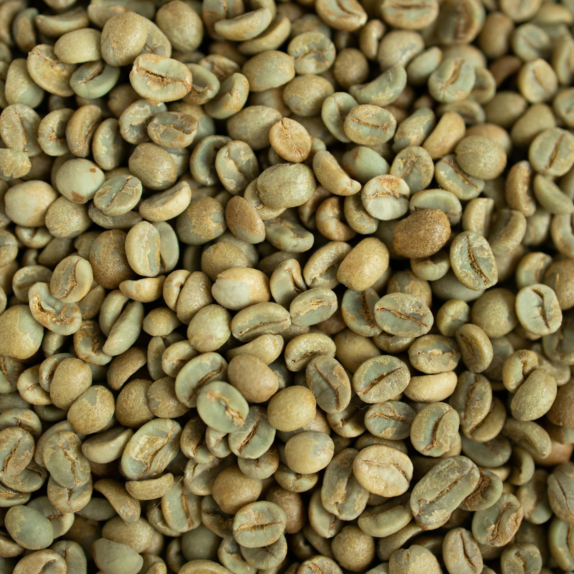 Fully washed Indonesian green coffee beans, showcasing clean, carefully processed beans sourced for specialty and commercial markets.